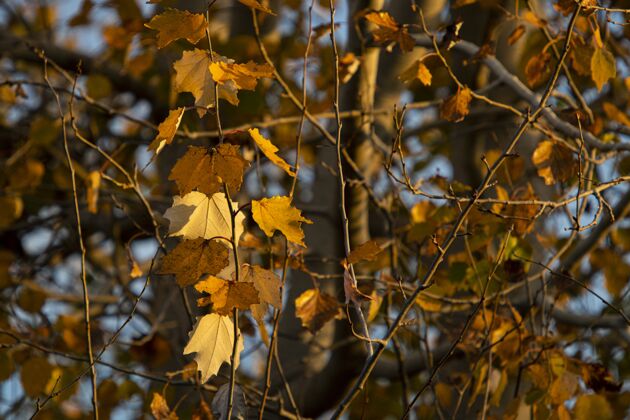 秋天树枝上的秋叶黄色棕色金