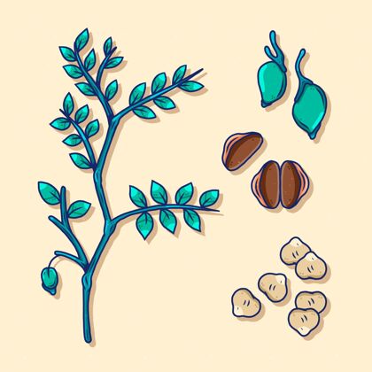 豆类手绘鹰嘴豆和植物插图手绘健康蔬菜