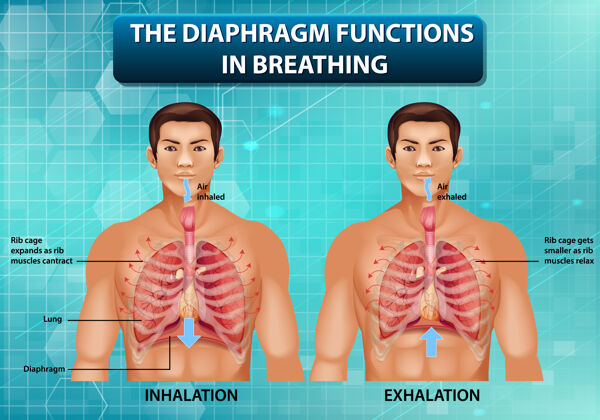 健康隔膜在呼吸中起作用呼吸图表学习