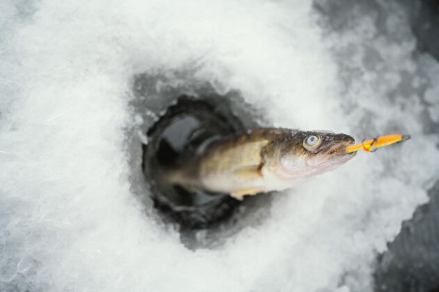 渔具周围有雪的冻鱼钓鱼渔具诱饵