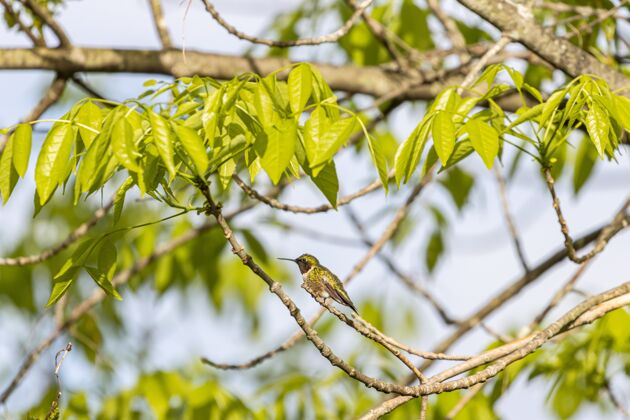 鸟类选择性聚焦拍摄栖息在树枝上的蜂鸟选择封闭自然