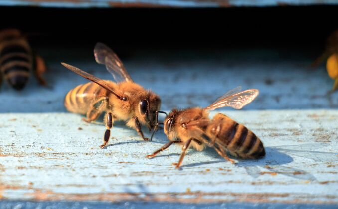 蜂蜜白天蜜蜂在木头表面的特写镜头蜜蜂动物小