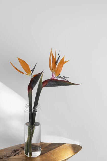 室内抽象最小概念花和阴影简单现代背景