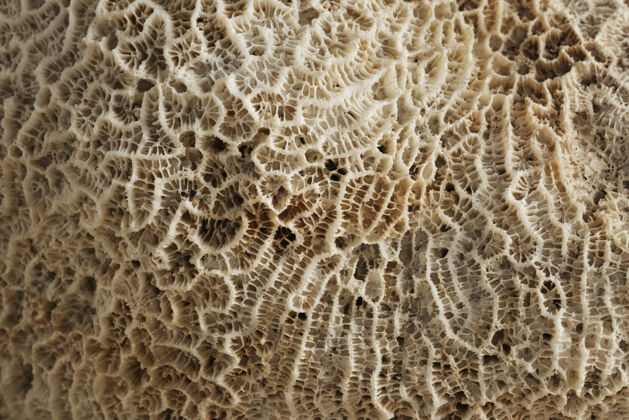 生物特写米色天然珊瑚纹理生态系统通讯珊瑚