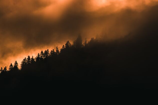 风景美丽的树木覆盖的小山在法国雾霭中捕捉到环境早晨植物
