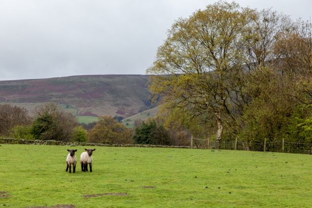 羊在英国 乌云密布的天空下 一片绿草如茵的田野里的羊领域牧场农场