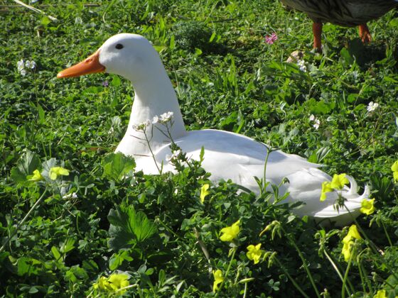 农场白天花园里的白色家鸭农村鸭动物