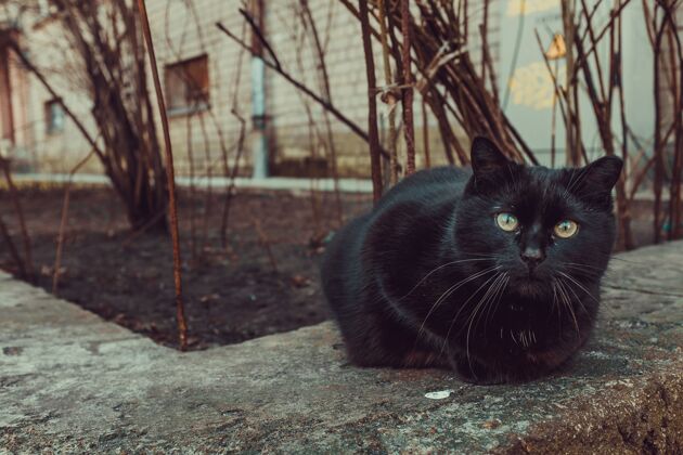 猫黑猫坐在户外的一栋楼和树旁边动物毛皮自然