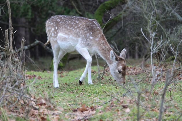 站一只可爱的小鹿在森林里吃草的特写镜头婴儿草棕色