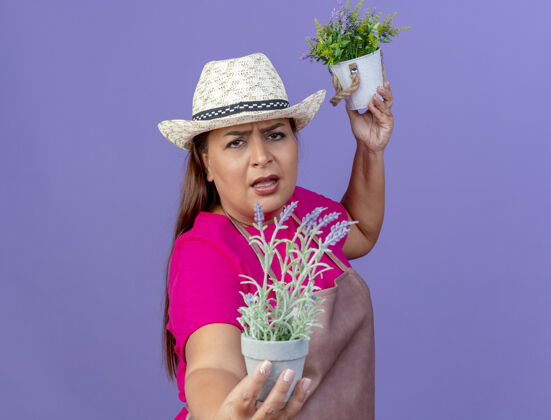相机穿着围裙 戴着帽子 手持盆栽植物的中年园丁站在紫色背景下 怒气冲冲地看着摄像机紫色中间看