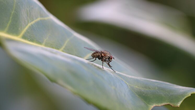 植物一只昆虫在树叶上休息的特写镜头节肢动物苍蝇小