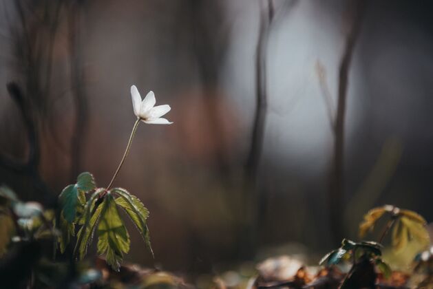 生长选择性聚焦拍摄一朵盛开的白花 远处绿意盎然绿色花叶