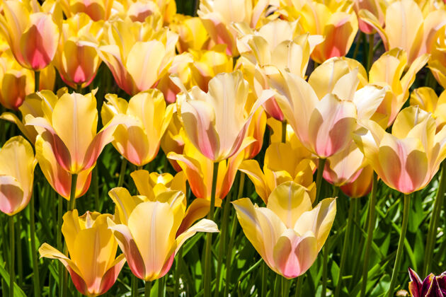 公园五颜六色的郁金香特写在基恩霍夫花园 利斯 荷兰 荷兰户外植物学花卉