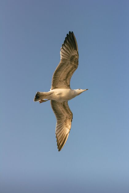海鸥海鸥在飞海洋动物自由