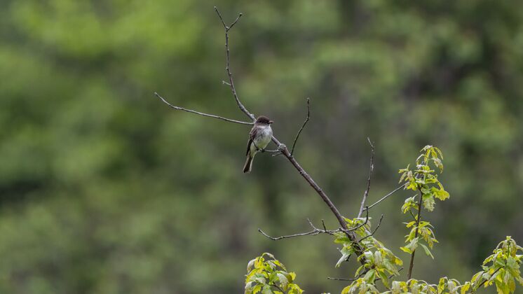 小型选择性聚焦拍摄一只栖息在树枝上的捕蝇草栖息动物群喙