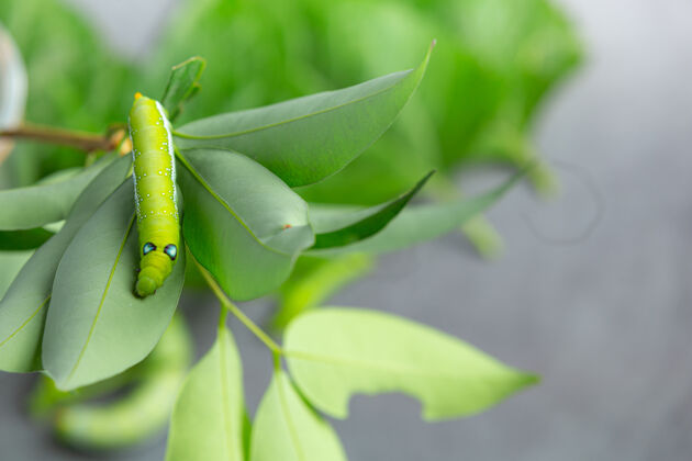 动物新鲜树叶上的绿虫子昆虫幼虫蝴蝶