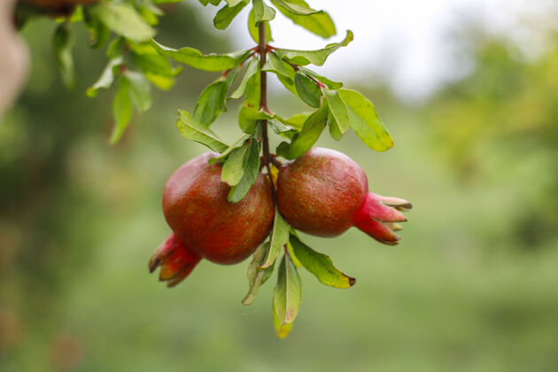 可食用秋天的果实挂在花园的树枝上柿子成熟树枝