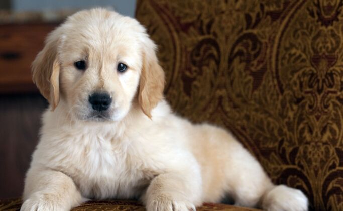 狗可爱的金色猎犬在沙发上休息沙发宠物看