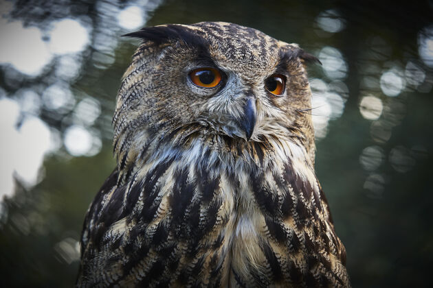 野生动物猫头鹰的选择性聚焦镜头选择性猫头鹰动物