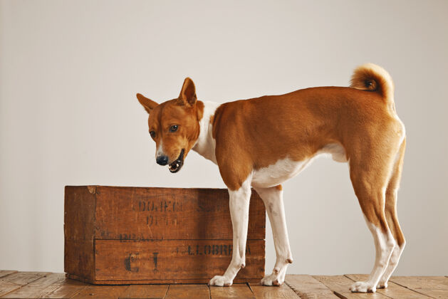 欢快在一个白色墙壁的工作室里 一只可爱活泼的小狗站在一个棕色的老式酒盒旁品种老国内