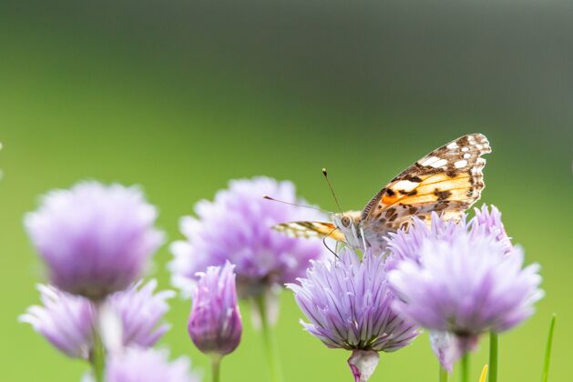 紫色一只蝴蝶坐在紫色花朵上的特写镜头特写春天昆虫