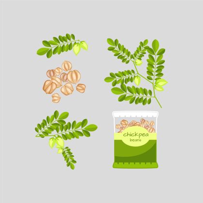 食品手绘营养鹰嘴豆和植物插图饮食美味豆类