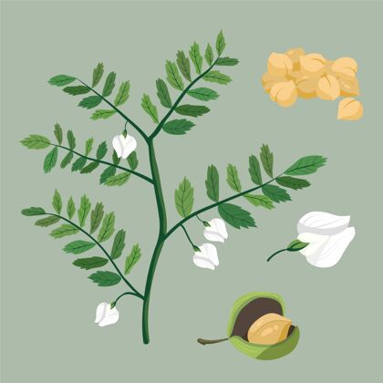 可口鹰嘴豆和植物插图植物食品天然