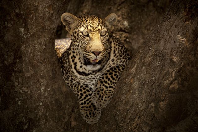 黑雄伟的非洲豹躺在非洲丛林的树枝上捕食者危险黄