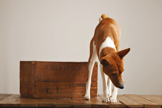 训练一只好奇的棕白相间的狗在一间有白色墙壁 乡村木地板和漂亮的老式盒子的工作室里四处张望 嗅着空气警觉看年轻
