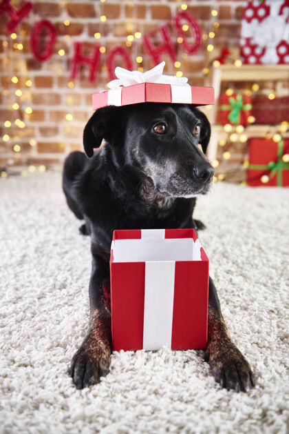 顽皮顽皮的狗打开圣诞礼物乐趣谎言地毯