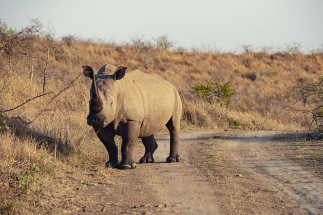 沙漠南非的印度犀牛荒野南方非洲