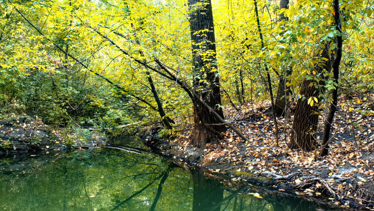 栅栏摩尔多瓦 基希讷乌 一片绿树和黄树丛生的森林 地上有落叶 前景是一个小池塘场景小巷绿