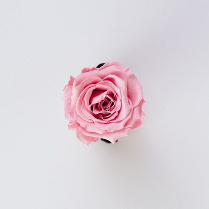 自然美丽的单一孤立的粉红色玫瑰在白色花红色植物
