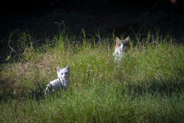 小猫美丽可爱的白色小猫和猫妈妈在绿草上毛茸茸的植物小猫