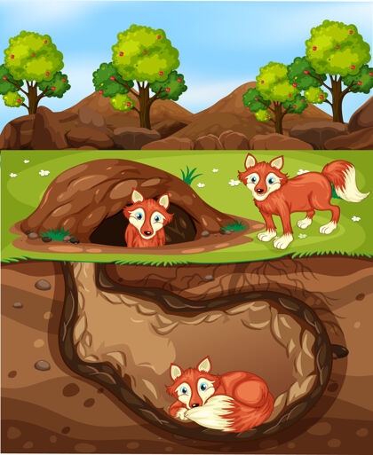 自然有很多狐狸的地下动物洞毛皮土壤狐狸
