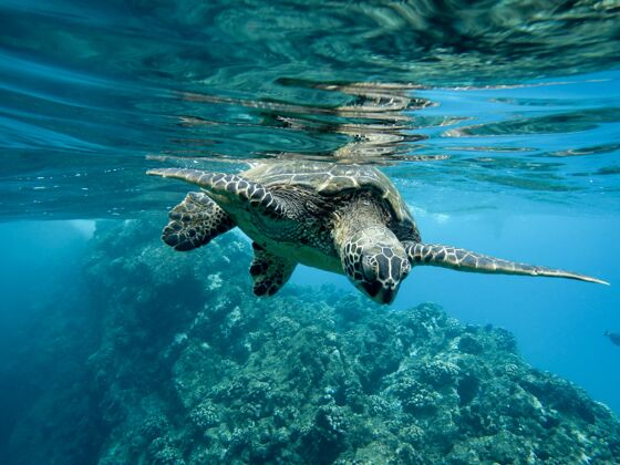 动物一只绿色海龟在灯光下游泳的特写镜头天堂灯光环境