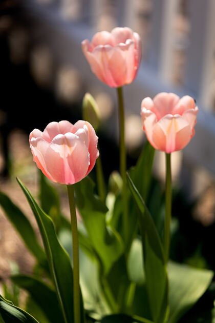 壁纸美丽的淡粉色郁金香在阳光下闪闪发光自然粉色春天