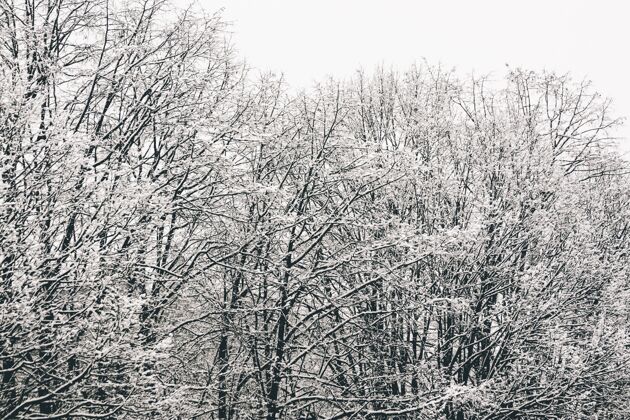 霜冻低角度拍摄的树枝完全被雪覆盖冰环境季节