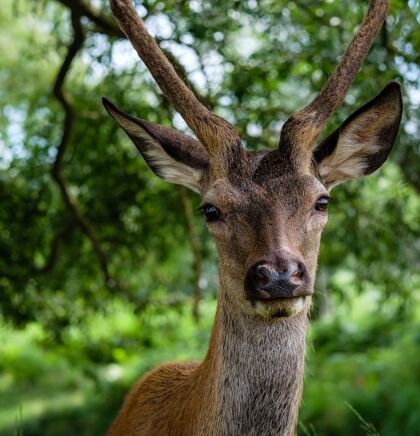 角树后一只雄麋鹿的特写镜头雄鹿动物园鹿