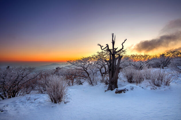荒野死树的剪影 美丽的风景在冬天的德古山国家公园日出 韩国国家首尔风景