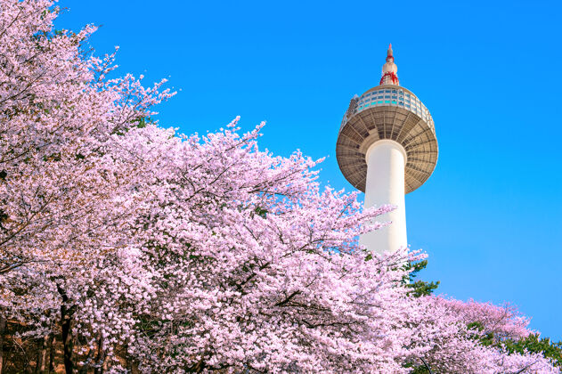 水果首尔塔和粉红樱花 樱花季节在春天 首尔在韩国季节节日四月