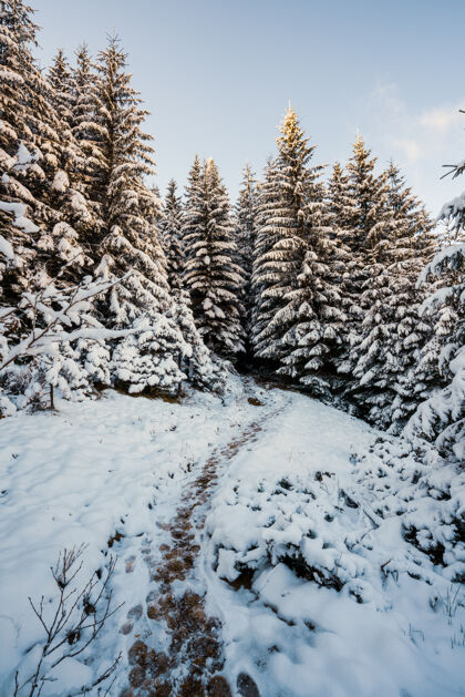 自然高大茂密的老云杉树生长在一个多云的冬季雾天在山上的雪坡冬季森林和保护区的美丽的概念雾盖霜冻