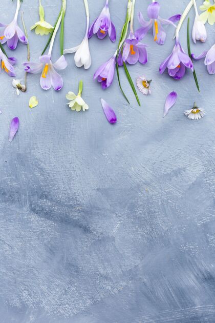空白灰色和白色的表面与紫色和白色的春花边框和文字空间垂直花空白