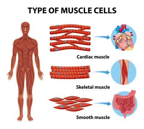 生物学健康教育信息图的肌肉细胞类型微生物学心脏纤维