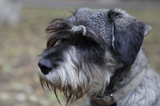 耳朵一只可爱小狗的选择性聚焦镜头甜蜜棕色狗