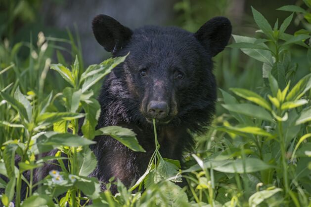 熊阳光下被树叶包围的美国黑熊环境攻击危险