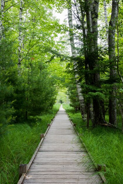 季节森林里一条人造木路的垂直镜头 两边绿草绿树散步森林草地