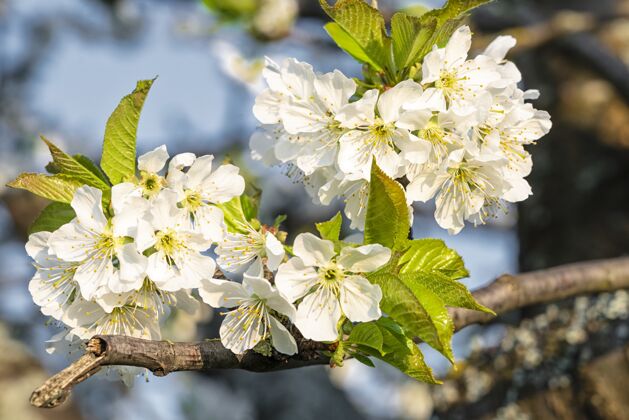 光特写选择性聚焦拍摄盛开的白色樱花在蓝天下植物花叶