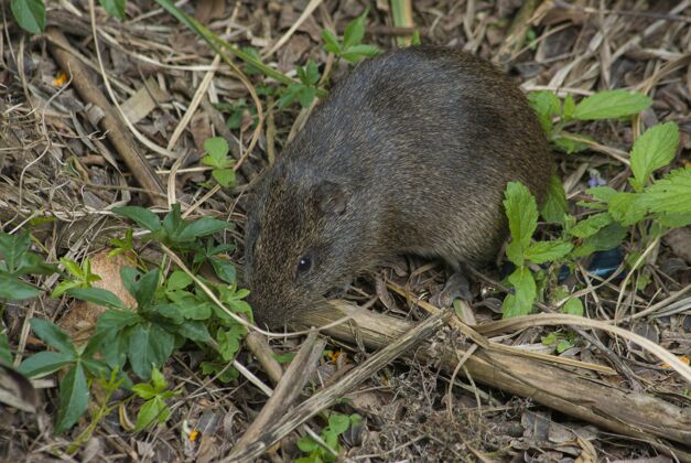 英国小灰松鼠在地上的植物附近生长黑色公园野生