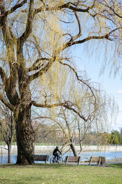 垂直一个人骑在他的自行车在公园里在阳光明媚的一天垂直拍摄运动运动白天